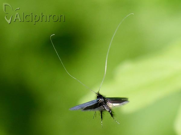 Adela reaumurella
