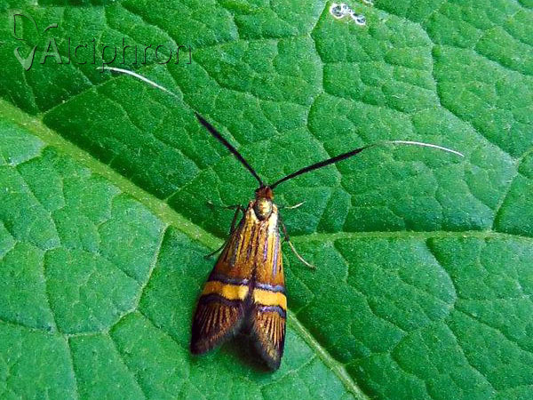 Nemophora degeerella