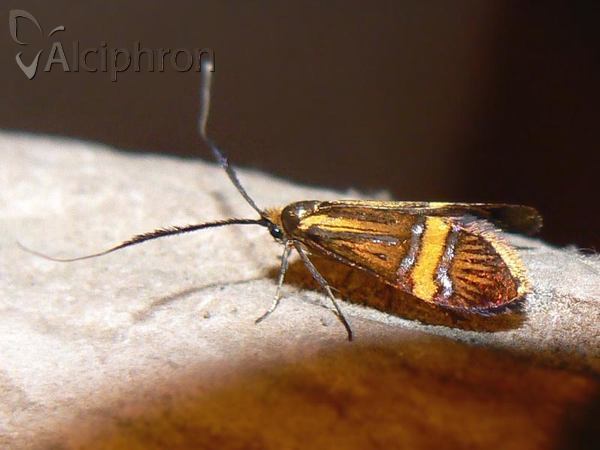 Nemophora degeerella