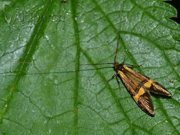 Nemophora degeerella