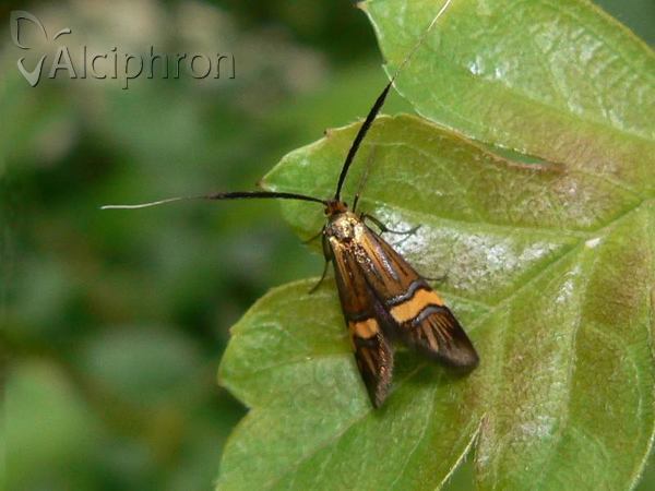 Nemophora degeerella