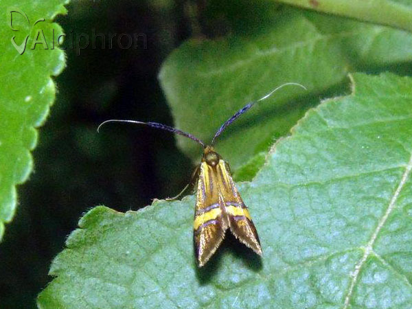 Nemophora degeerella