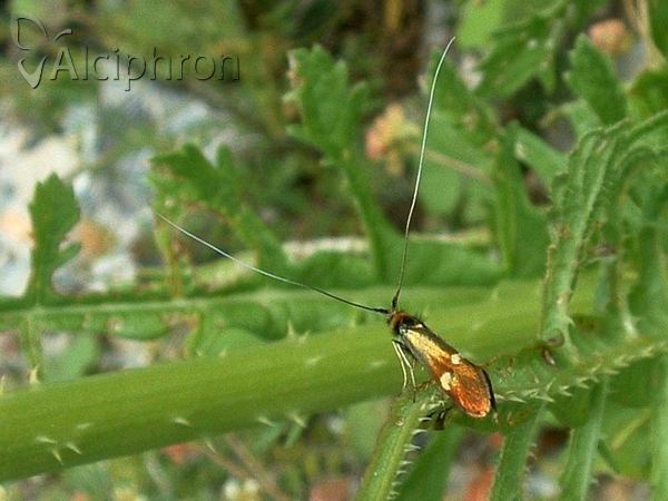 Nemophora raddaella