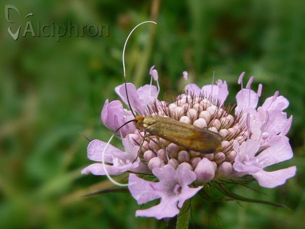 Nemophora metallica