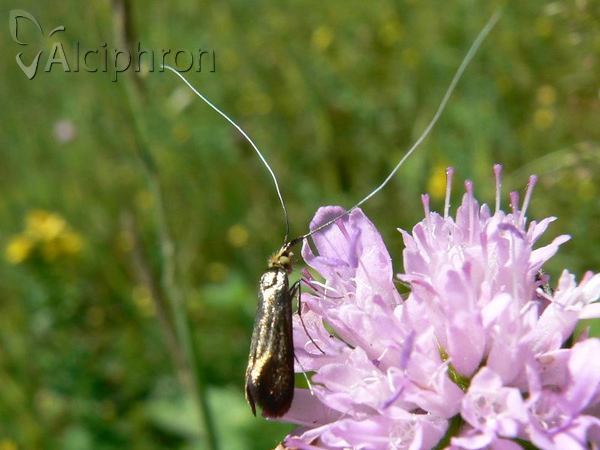 Nemophora metallica