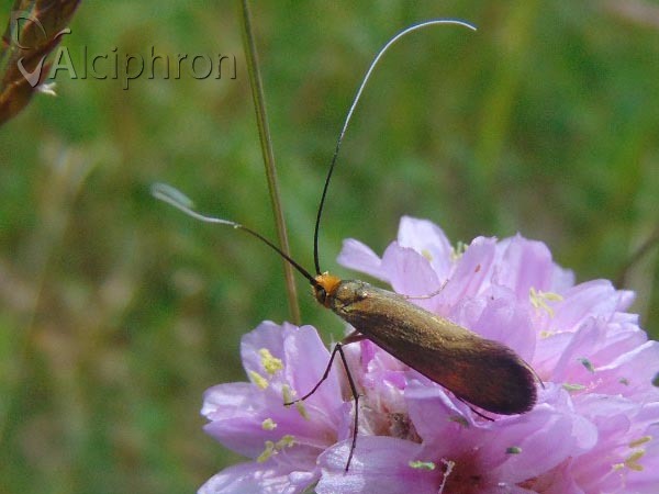 Nemophora metallica
