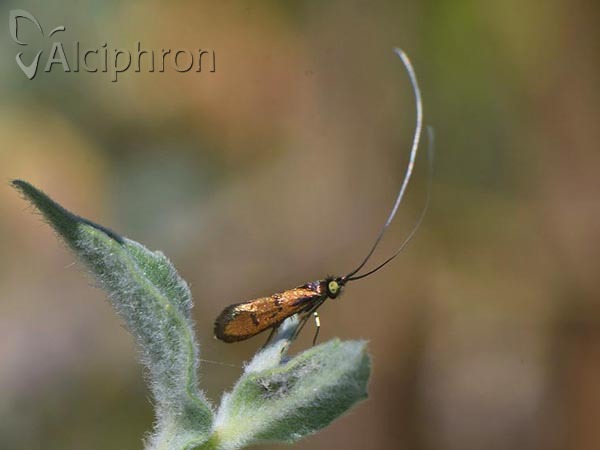 Nemophora pfeifferella