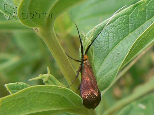 Nemophora cupriacella