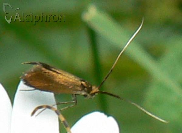 Nemophora cupriacella