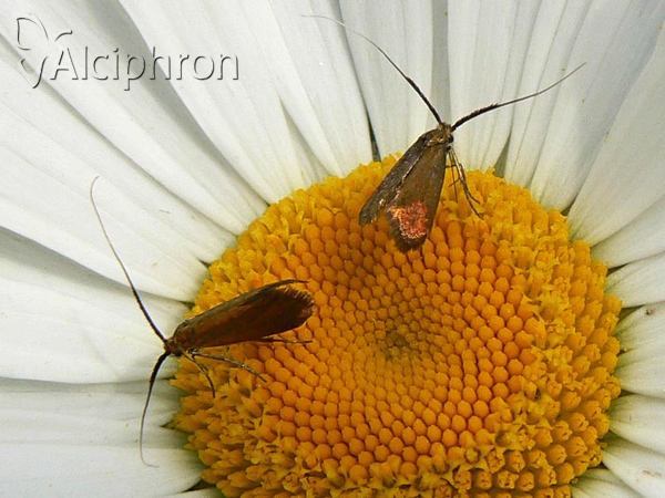Nemophora cupriacella