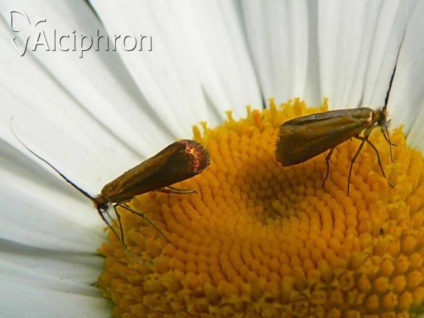 Nemophora cupriacella