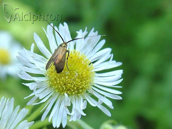 Nemophora cupriacella