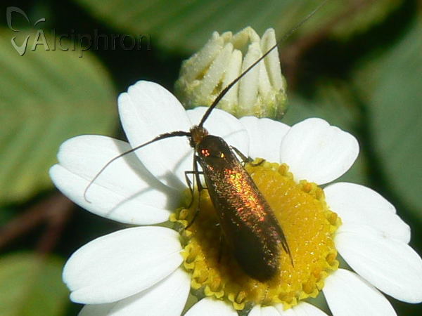 Nemophora violellus