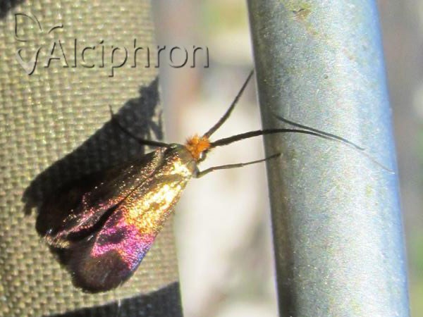 Nemophora violellus