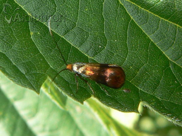 Nemophora prodigellus
