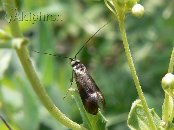 Nemophora prodigellus