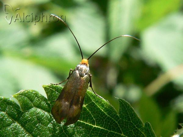 Nemophora prodigellus