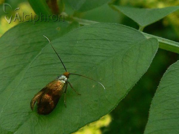Nemophora prodigellus