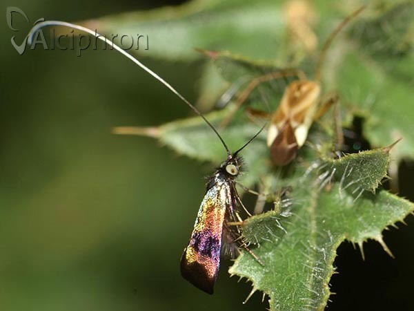 Nemophora prodigellus