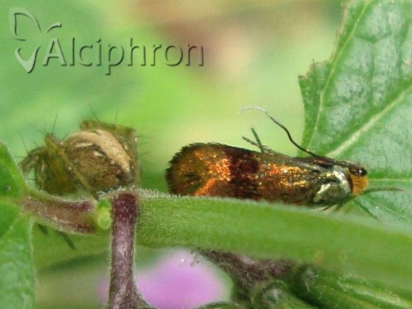 Nemophora prodigellus