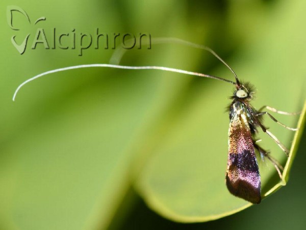 Nemophora prodigellus