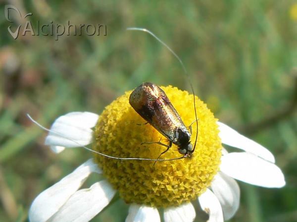 Nemophora fasciella