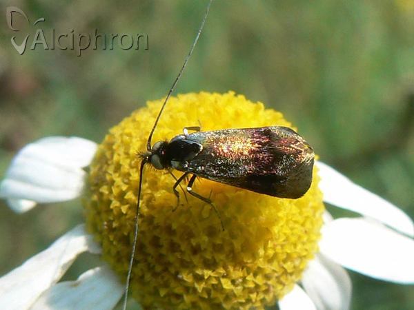 Nemophora fasciella