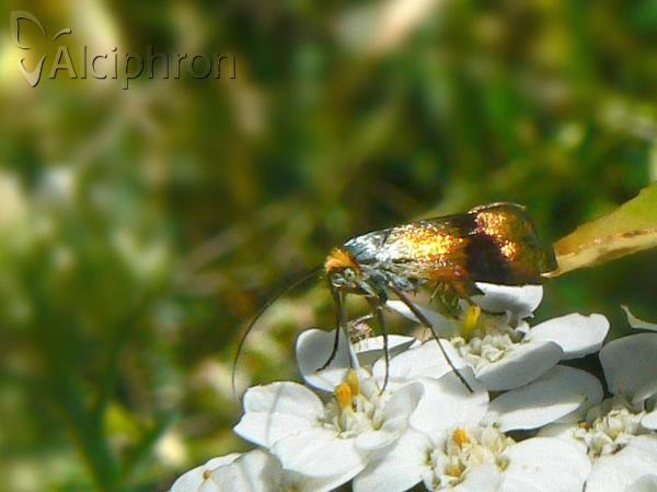 Nemophora fasciella