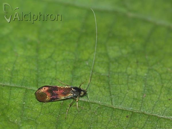 Nemophora fasciella