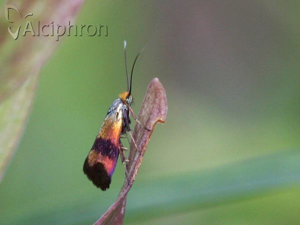 Nemophora fasciella