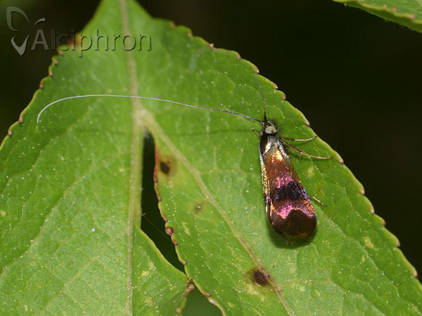 Nemophora fasciella