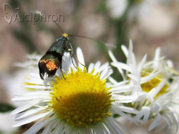 Nemophora minimella