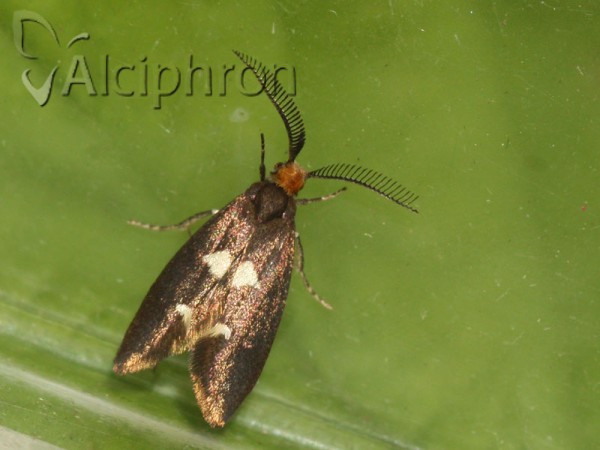 Incurvaria masculella