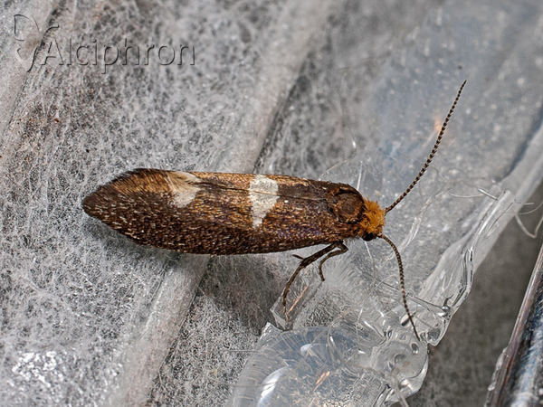 Incurvaria masculella