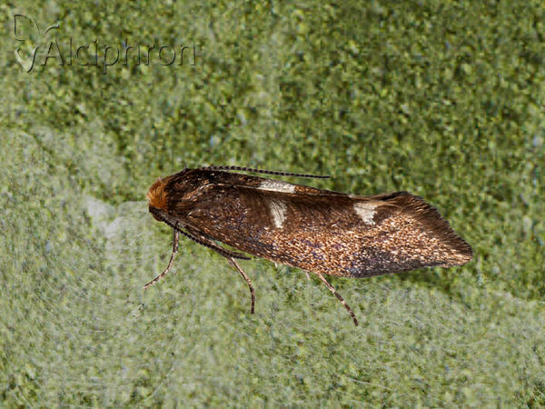 Incurvaria masculella
