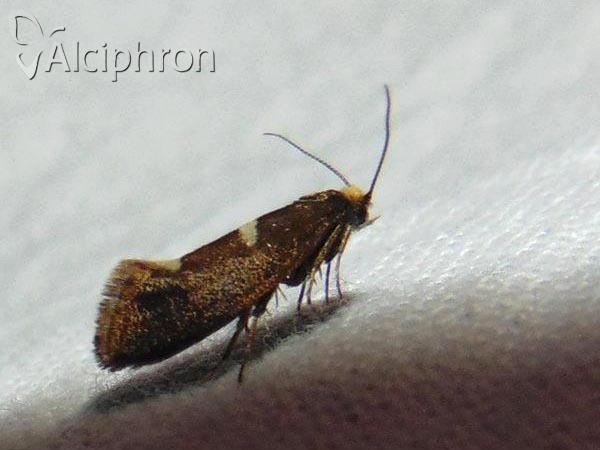 Incurvaria masculella