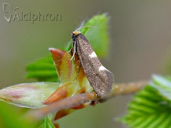 Incurvaria masculella