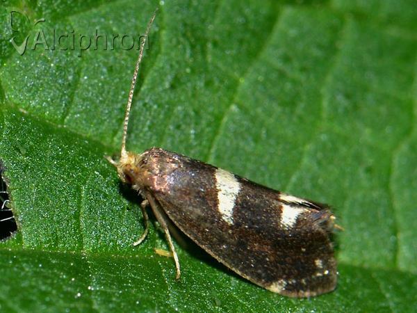 Incurvaria oehlmanniella