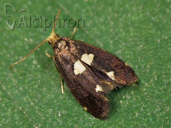 Incurvaria oehlmanniella