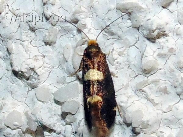 Incurvaria oehlmanniella