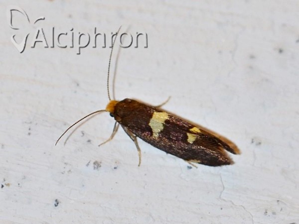 Incurvaria oehlmanniella