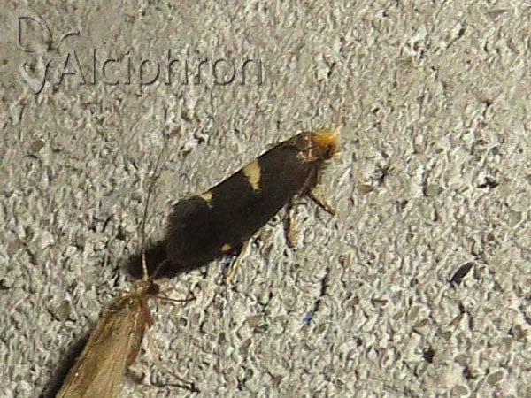 Incurvaria oehlmanniella
