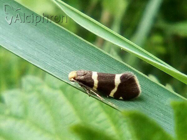 Lampronia flavimitrella