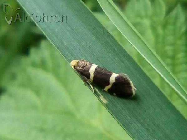 Lampronia flavimitrella