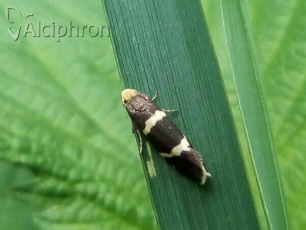 Lampronia flavimitrella