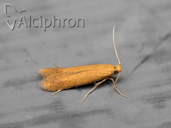 Tischeria ekebladella
