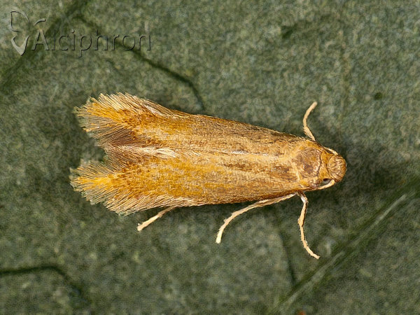 Tischeria ekebladella