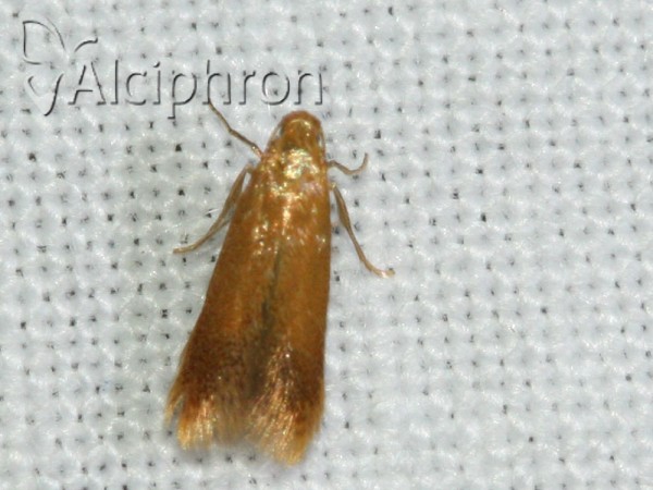 Tischeria ekebladella