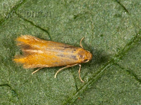 Tischeria ekebladella