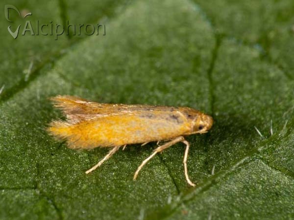 Tischeria ekebladella